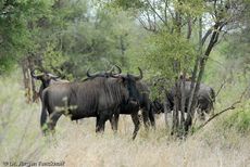 Gnus (8 von 22).jpg